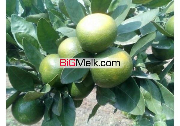 باغ ویلا 7000متری امل | آمل، امل