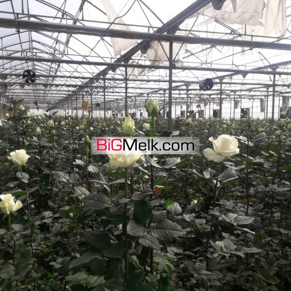 گلخانه مجهز در رباط کریم