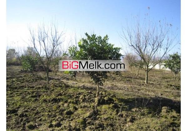 باغ مکانیزه امل4000متر | مازندران، آمل