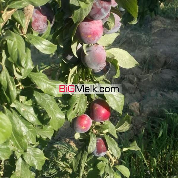 احمد آباد مستوفی - رضی آباد