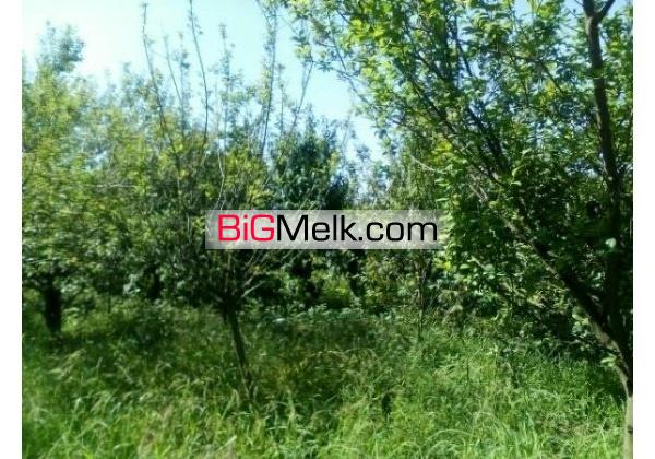 باغ مرکبات امل7000متری | آمل، امل