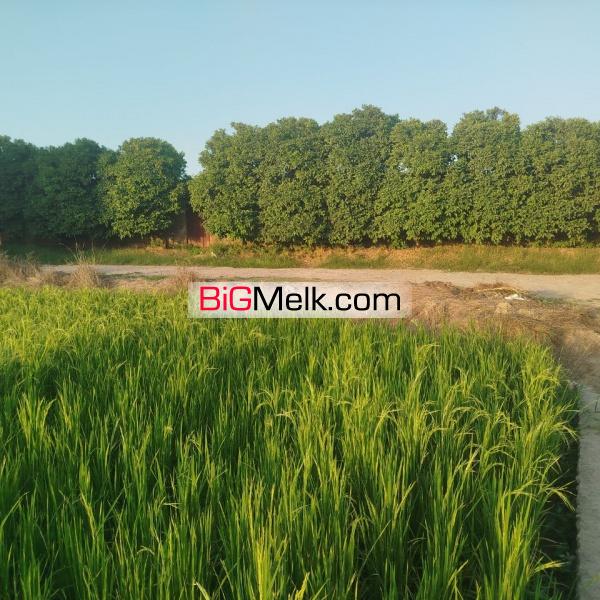 فروش زمین کشاورزی بابلسر