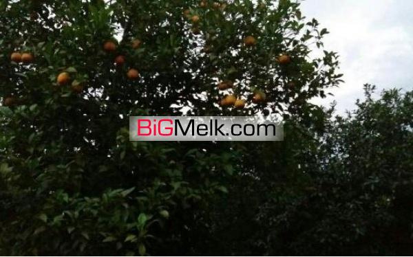 باغ 2500متری درساروکلا فروش استثنایی