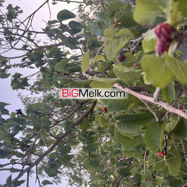 باغ ویلا ١٠٠٠ متری