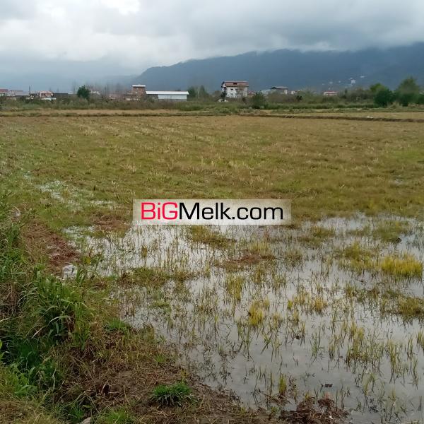 فروش زمین کشاورزی پر محصول