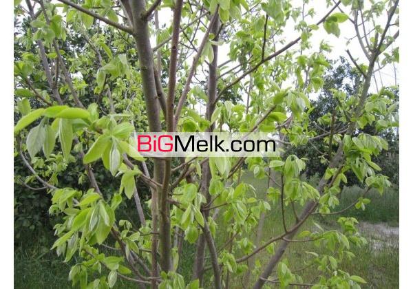 باغ مرکبات وسیاه ریشه6500متر دور دیوار | محمودآباد، جاده دریا