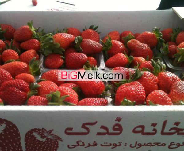 گلخانه هیدروپونیک توت فرنگی