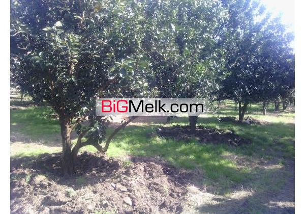 باغ مرکبات20ساله سند تکبرگ 4000متر امل | مازندران، آمل