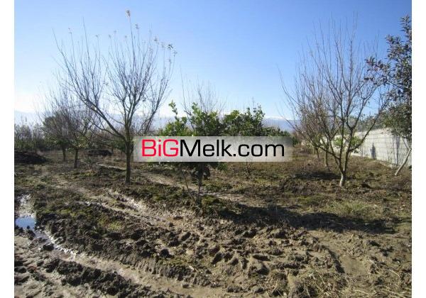 باغ مکانیزه امل4000متر | مازندران، آمل