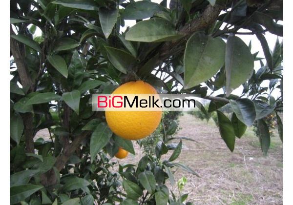 باغ مکانیزه امل4000متر | مازندران، آمل
