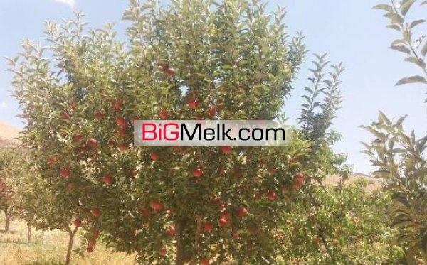 باغ ،قطری شده ،برق500 متر | تهران، دماوند
