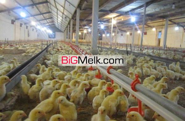 فروش مرغداری گوشتی در رشت 18000 قطعه ای