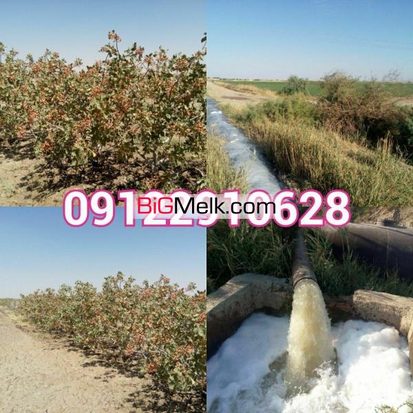 فروش کشت و صنعت