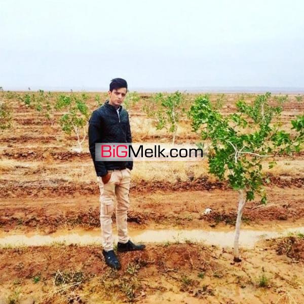 زمین کشاورزی، باغ پسته، زمین