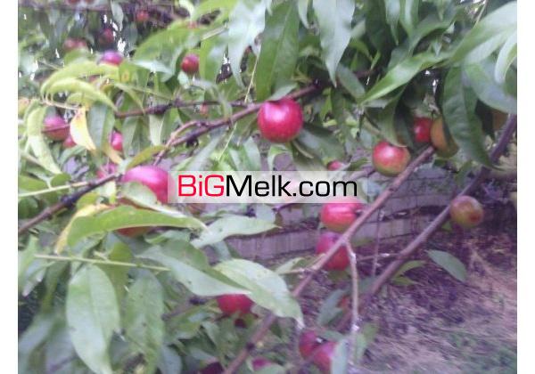 خونه باغ 3000متری | آمل، جنگلی
