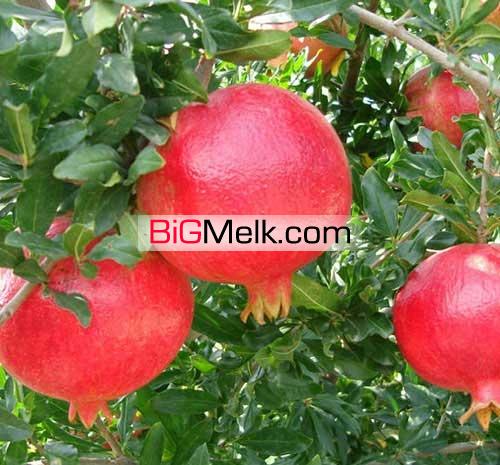 فروش باغ ۳۵۰۰ متری در یاسوج