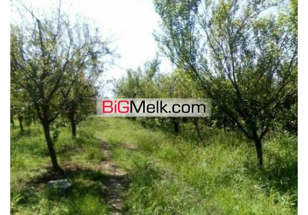 باغ مرکبات امل7000متری | آمل، امل
