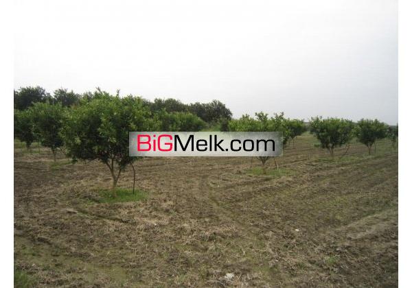باغ امل 7050متر قیمت مناسب