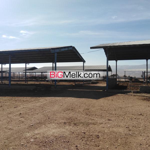 فروش گاوداری صنعتی شیری شیراز