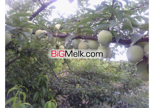 باغ مکانیزه امل4000متر | مازندران، آمل