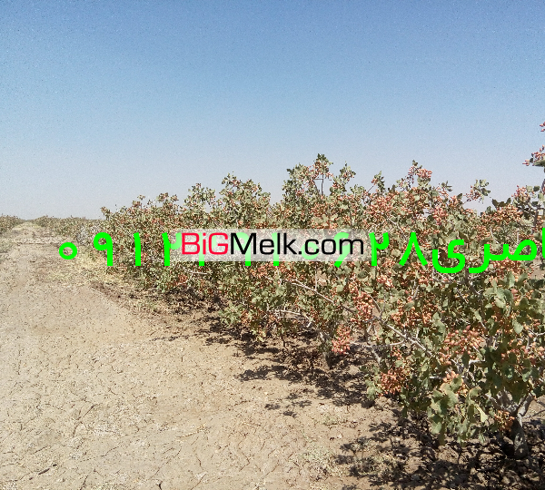 فروش 40 هکتارز مین کشاورزی ورامین