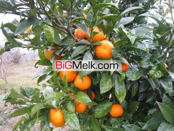 باغ مرکبات وسیاه ریشه3300متر کلوده | محمودآباد، ج دریا کلوده