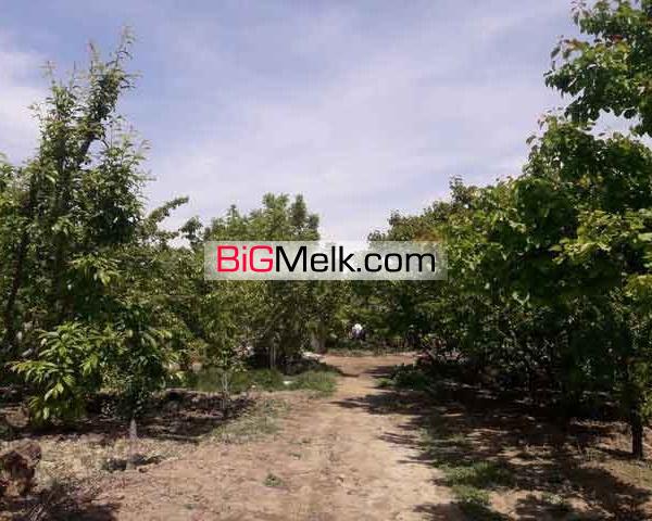 فروش 13000متر باغ با بنای قدیمی در ملارد کد1315