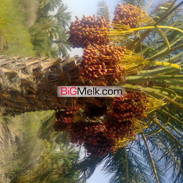 نخلستان و زمین کشاورزی