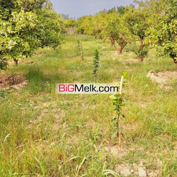 فروش باغ تامسون کنار رود تجن