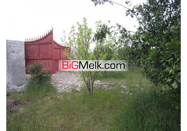باغ مرکبات وسیاه ریشه6500متر دور دیوار | محمودآباد، جاده دریا