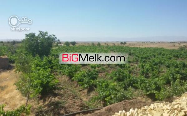 اکازیون: 65000 متر باغ و زمین کشاورزی