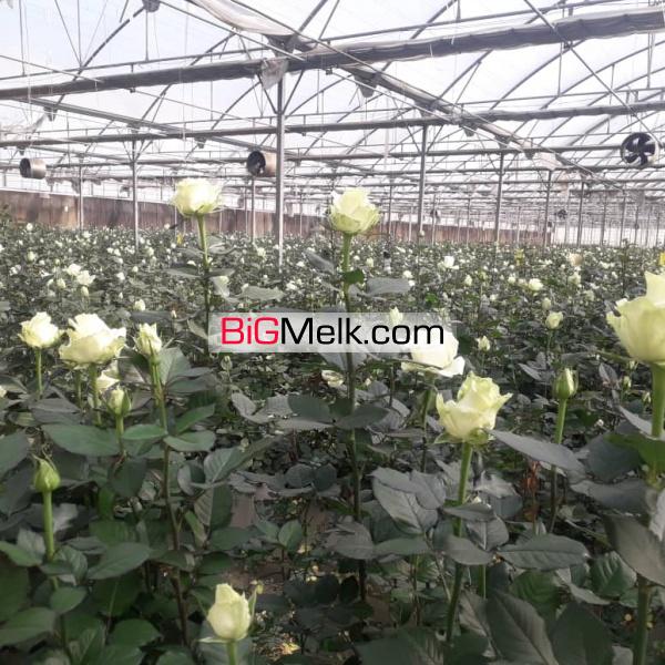 گلخانه مجهز در رباط کریم
