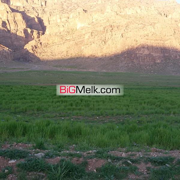 فروش 4 هکتار زمین کشاورزی
