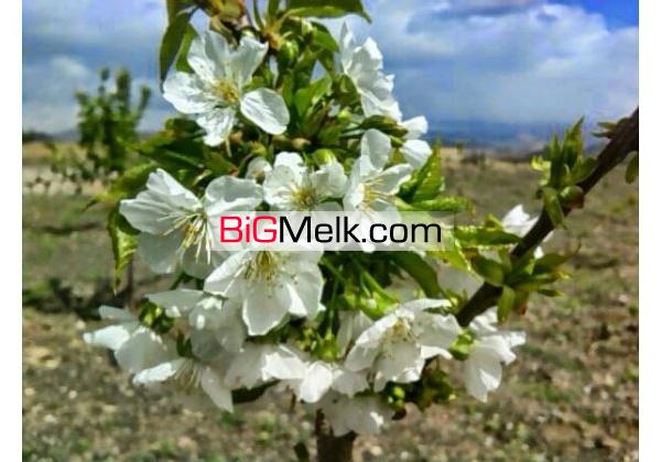 فروش یا معاوضه باغ با قیمت فوق العاده7000متری