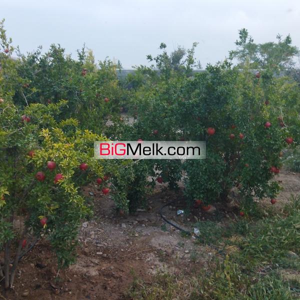 فروش باغ ویلا در ساوه منطقه ای عالی