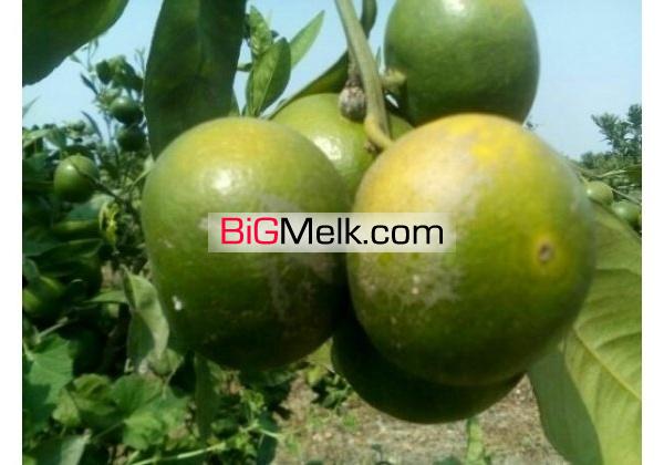 باغ ویلا 7000متری امل | آمل، امل