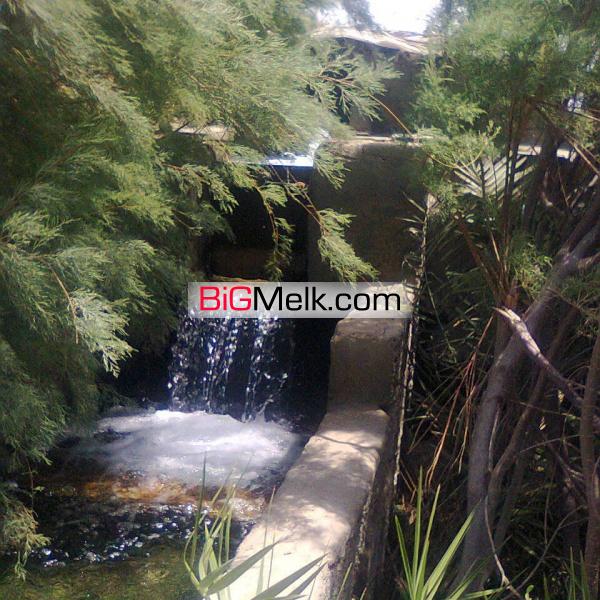 نخلستان و زمین کشاورزی