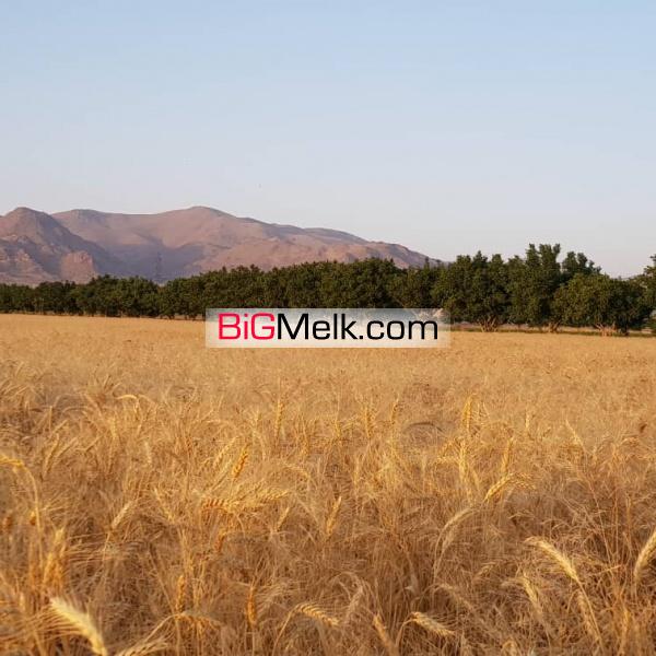 فروش ۱۳۰ هکتار زمین کشاورزی بر اتوبان زنجان قزوین