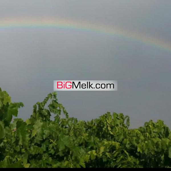 فروش باغ انگور و سیب