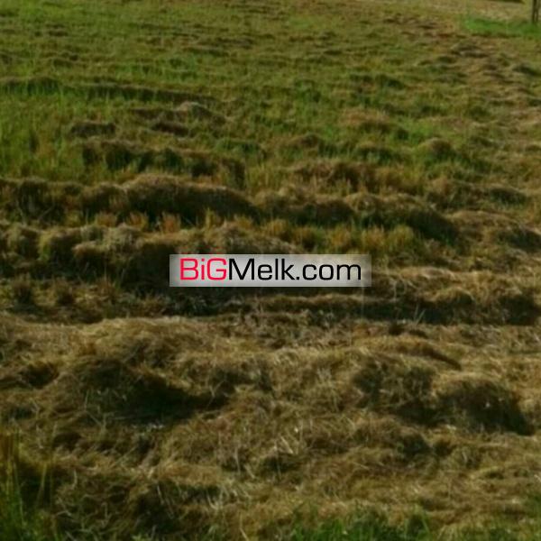 فروش زمین کشاورزی11هزارمتری دارای سندمالکیت تک برگ