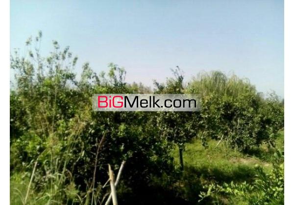 باغ مرکبات امل7000متری | آمل، امل