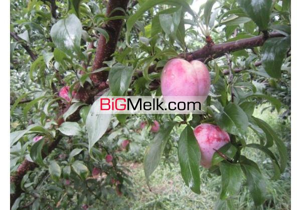 باغ مکانیزه امل4000متر | مازندران، آمل