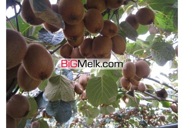 باغ مرکبات وسیاه ریشه12ساله26000متر با سندامل | مازندران، آمل