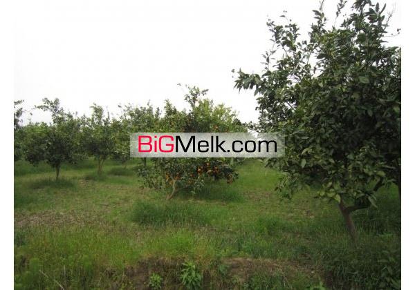 باغ مرکبات وسیاه ریشه6500متر دور دیوار | محمودآباد، جاده دریا