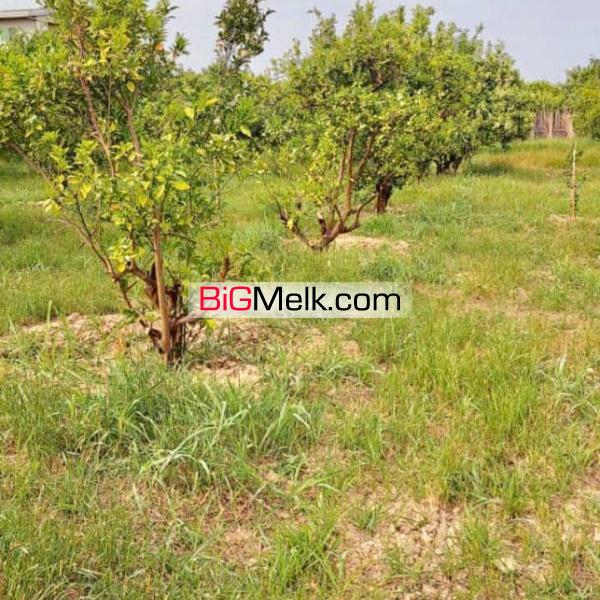 فروش باغ تامسون کنار رود تجن