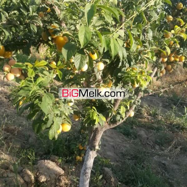 احمد آباد مستوفی - رضی آباد