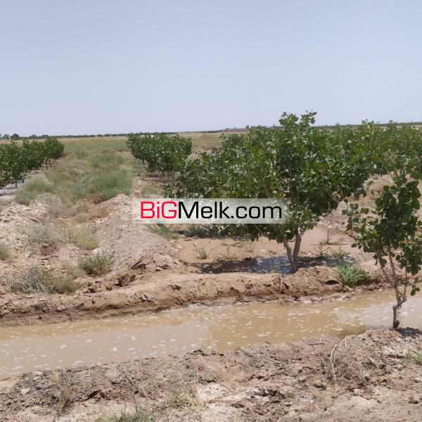 باغ پسته شرق اصفهان