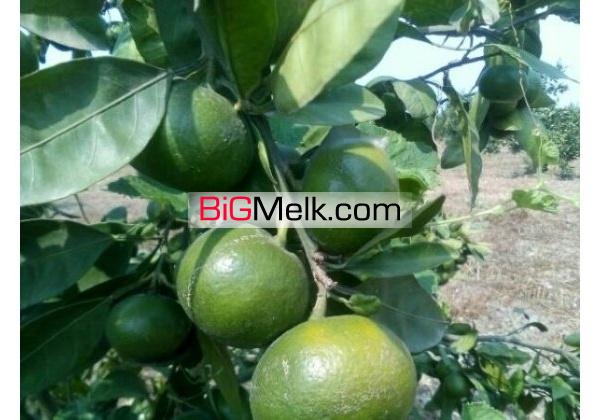 باغ ویلا 7000متری امل | آمل، امل