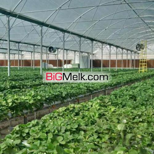 گلخانه هیدروپونیک توت فرنگی با تمام امکانات