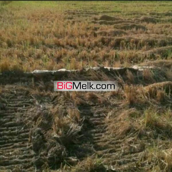 فروش زمین کشاورزی11هزارمتری دارای سندمالکیت تک برگ